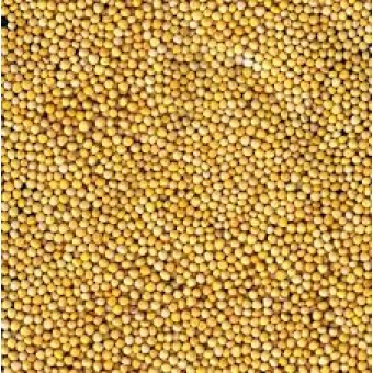 Sarı Hardal Tohumu  200  GR